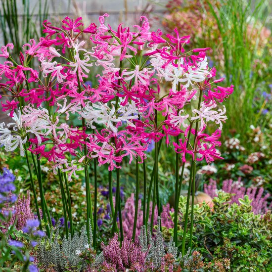 Amaryllis Rilona Bol, 1 grote bloembol in formaat 26/30, Exclusieve bloembollen, planten en bloemen uit Nederland, Echte Hippeastrum bollen (geen zaden, was en niet kunstmatig