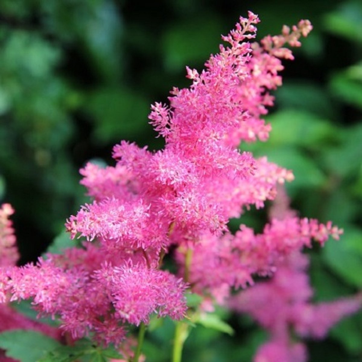 6x Astilbe japonica 'Köln' Pot 9x9cm - Prachtige planten voor in de tuin