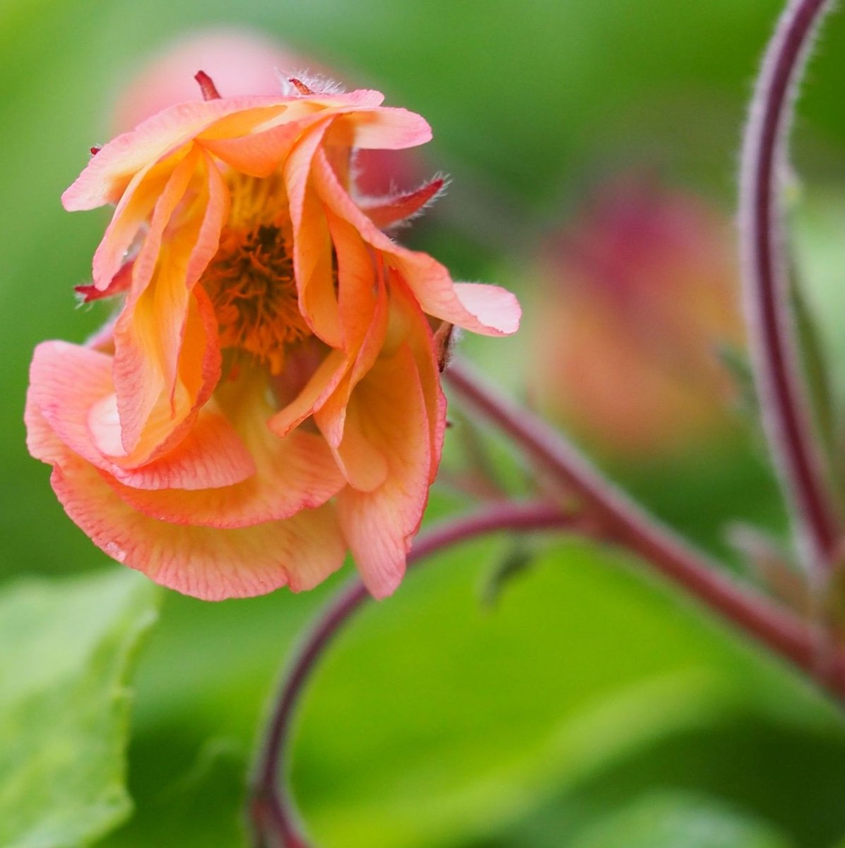 6x Geum hybrida 'Smokey Peach' Pot 9x9cm - Prachtige plant voor in de tuin