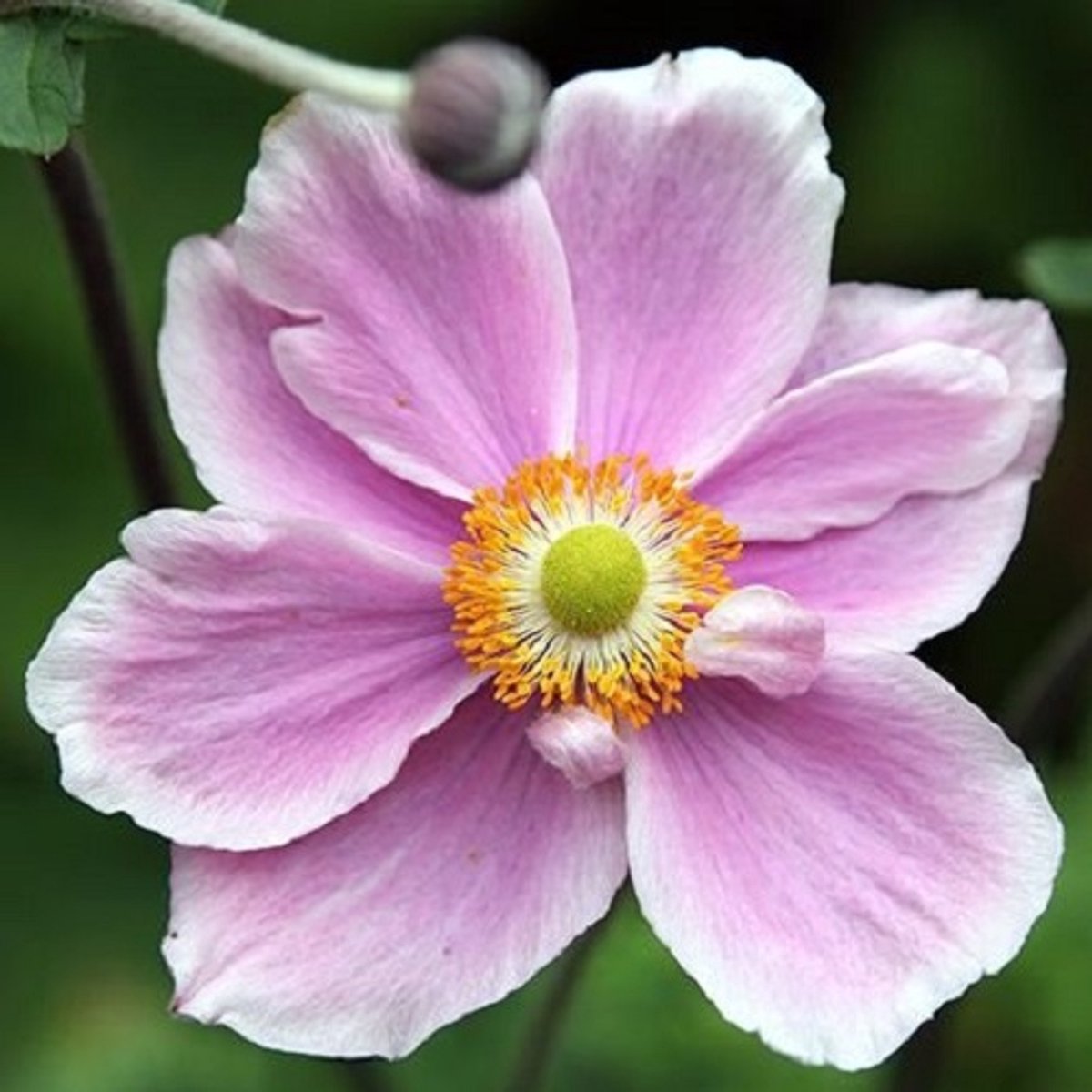 6x Anemone tomentosa 'Albadura' Pot 9x9cm - Witbloeiende vaste plant voor de tuin