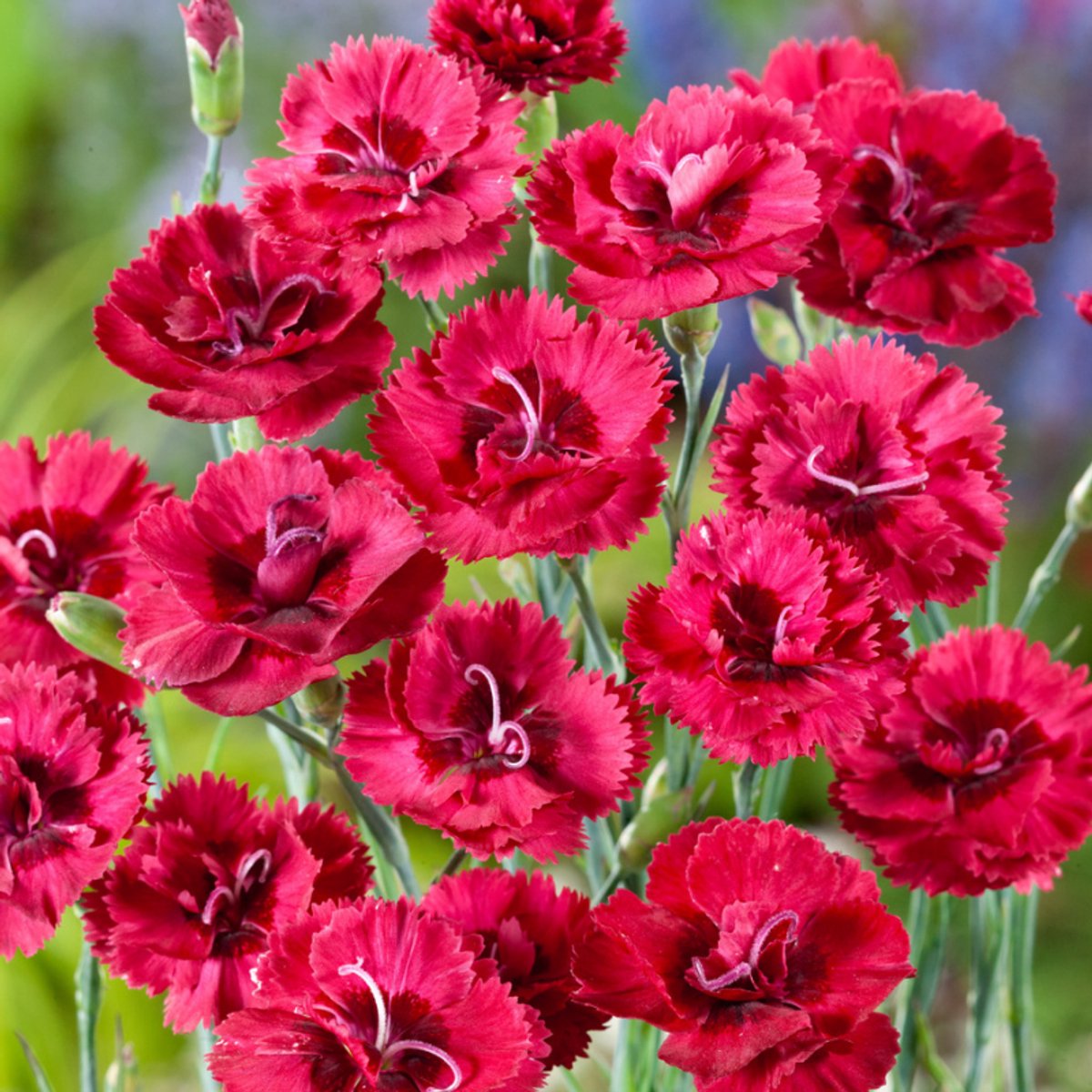 6x Dianthus plumarius 'Munot' Pot 9x9cm - Prachtige bloemen voor in de tuin