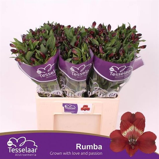 10x Alstroemeria rumba 60cm | bol
