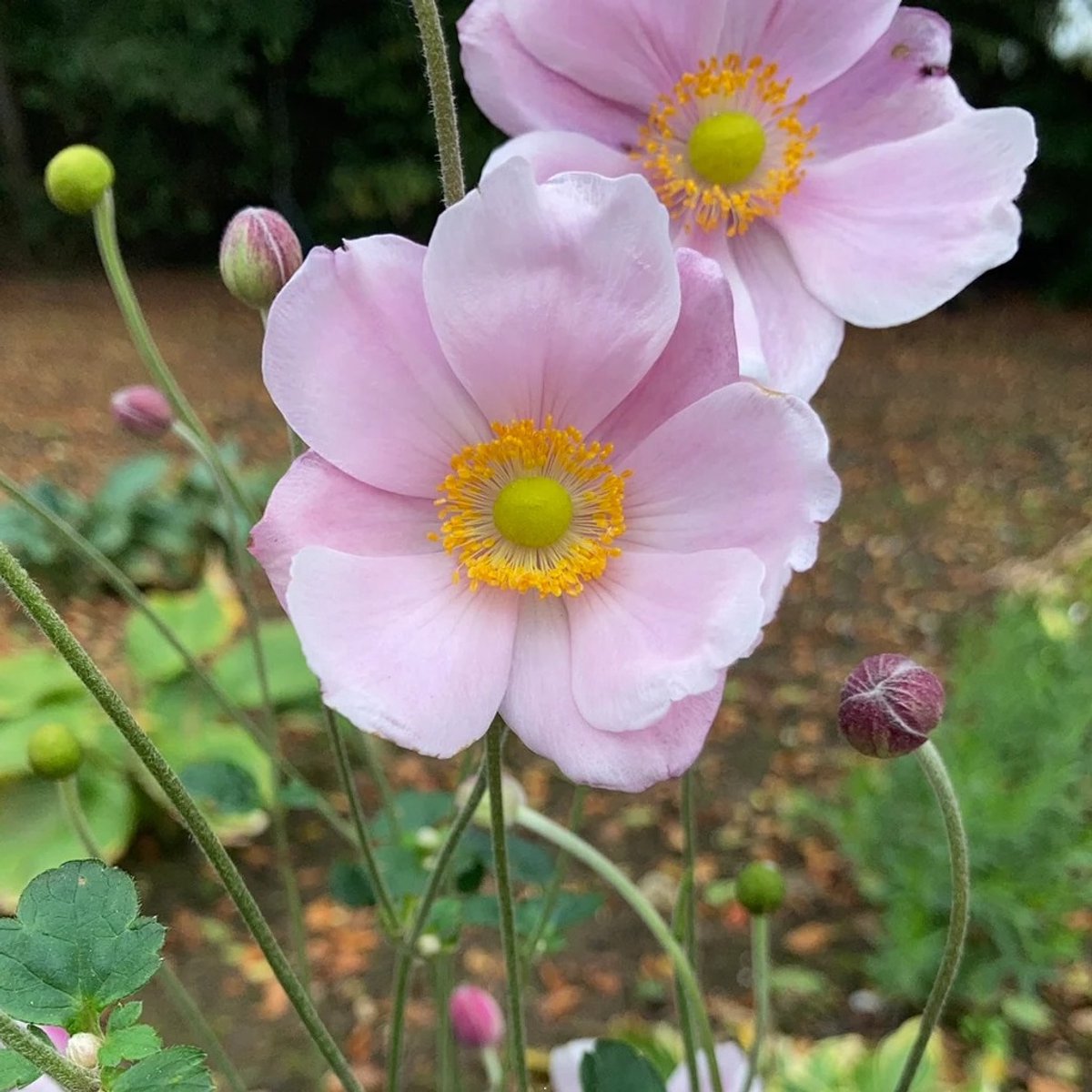 6x Anemone hybrida 'Loreley' Pot 9x9cm - Prachtige bloeiende planten voor in de tuin