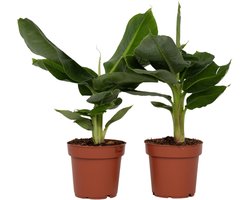 Plant in a Box - Set van 2 Musa Oriental Dwarf - Tropische bananenplanten - Kamerplanten - Pot 12 - Hoogte 25-40