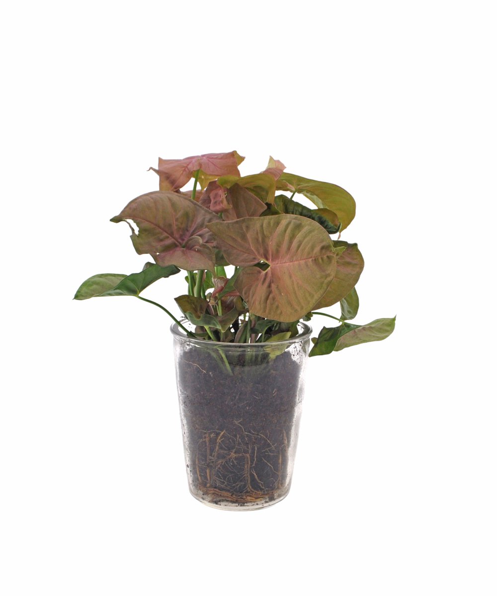 Syngonium | Neon | 30cm | Vaas glas