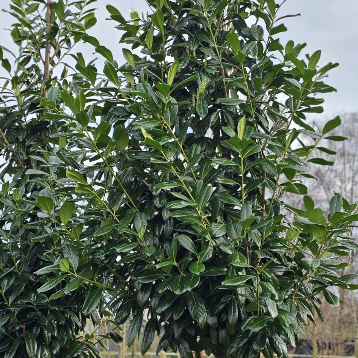 Prunus laur. 'Novita' 80-100cm - Hoogwaardige prachtige laurierbomen