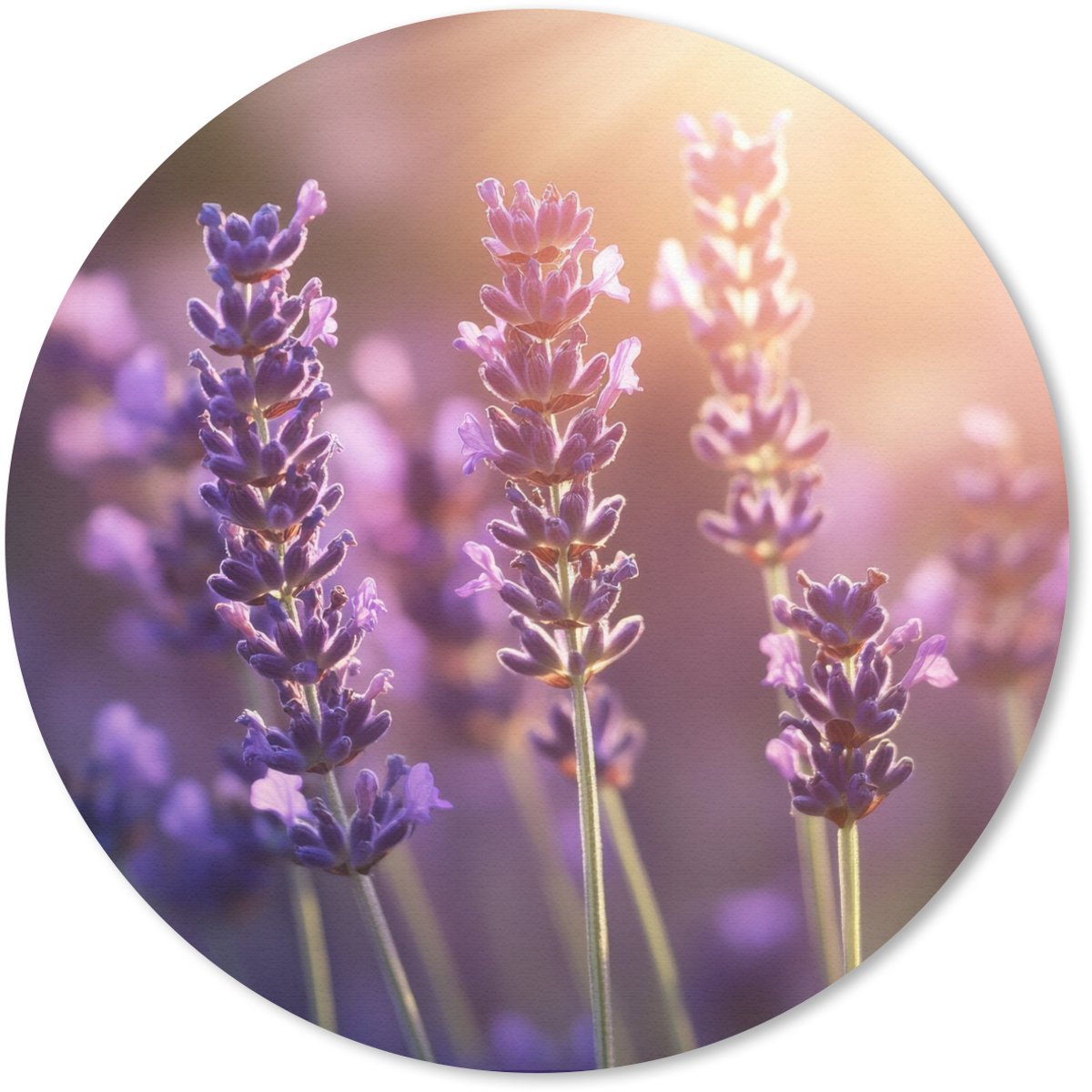 Muismat rond 40x40 cm - Mousepad Lavendelbloemen - Paars - Zonlicht - Ronde muismatten