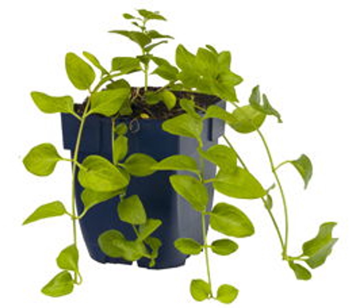 Griffioen - Vinca major