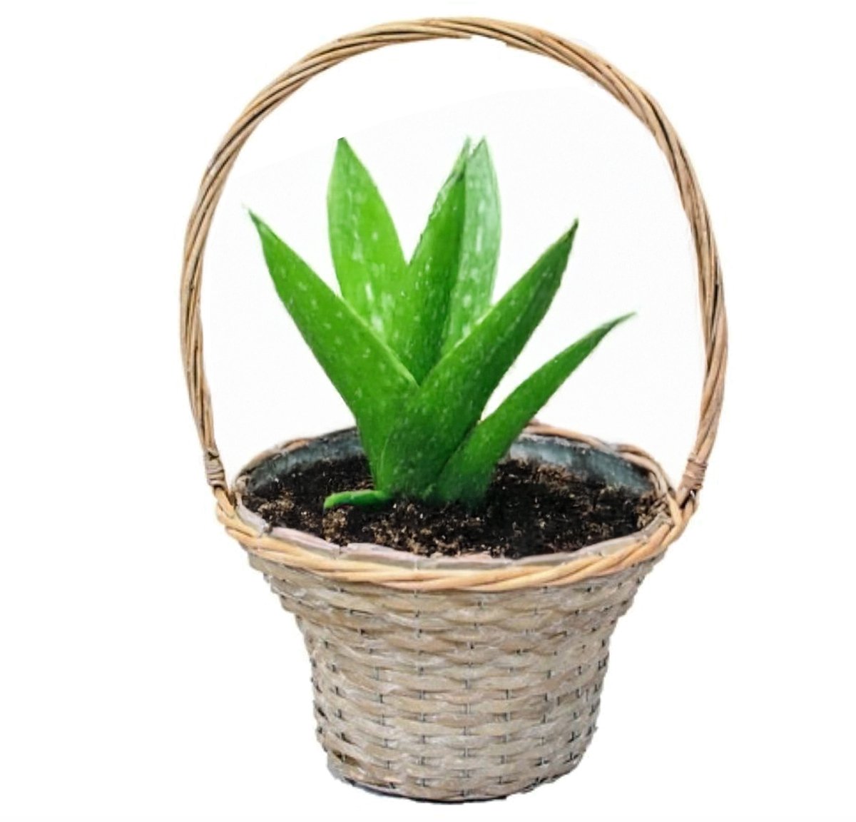 Van der Leeden Mand met hengsel - bruin - D35 x H56 cm - rotan - gevlochten riet - opbergmand - bloempot/plantenpot