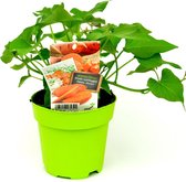 3 stuks Ipomoea batatas - Zoete aardappel in 13cm pot
