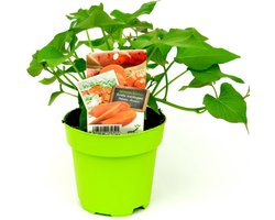 3 stuks Ipomoea batatas - Zoete aardappel in 13cm pot