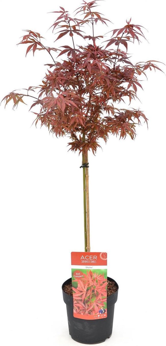 Acer palmatum 