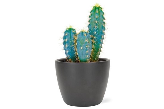 Cactus (staafvorm) met bijhorend potje (Wit - Potmaat 8,5cm) | bol.com