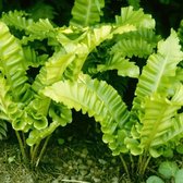 6 x Asplenium Scolopendrium Undulata - Tongvaren pot 9x9cm - Groenblijvend, sierlijk blad, schaduwminnend