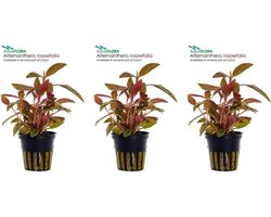 Levende aquariumplant alternanthera rosae mini 5 cm pot - per 3 stuks