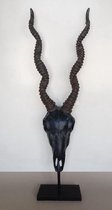 Antilope schedel met hoorns - Zwart - Op metalen voetstuk