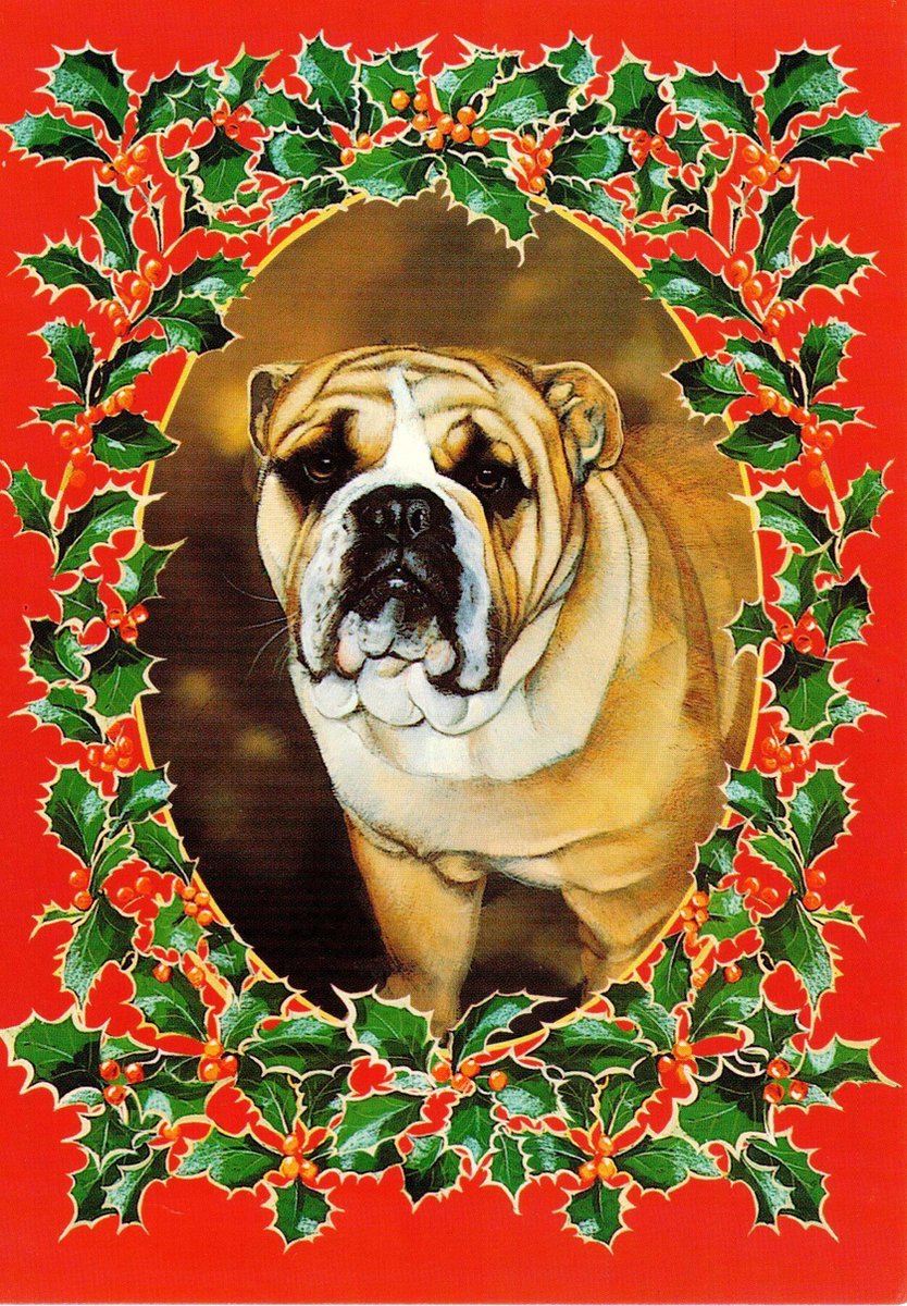 Kerstkaart dog - set van vier kaarten