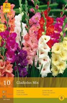 10 stuks Gladiolus Mix