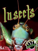 Eye to Eye with Animals - Insects
