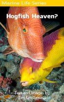 Marine Life - Hogfish Heaven?