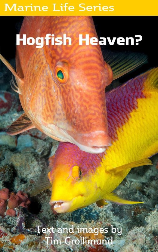 Marine Life 13 - Hogfish Heaven? - cover