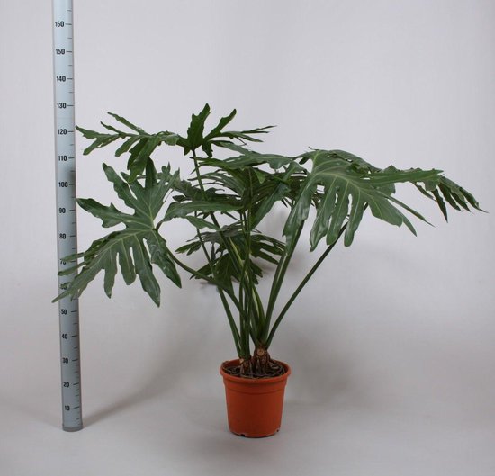 Intraplant Kamerplanten Doorsnede pot 27 cm en hoogte 110 cm