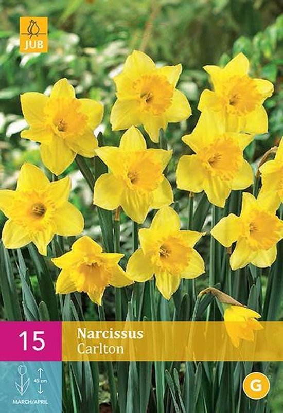 Narcissus Carlton - jonquille à grande couronne - lot de 15 pièces | bol.com