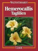 Hemerocallis. Taglilien