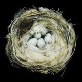 Nests