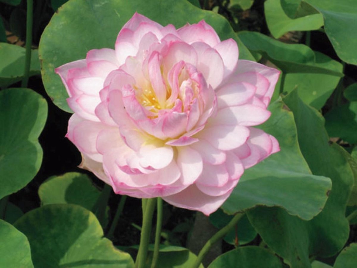 Moerings Nelumbo pink | Rose Lotus | In 3L Mand