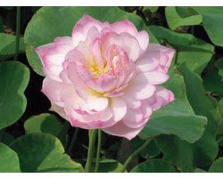 Moerings Nelumbo pink | Rose Lotus | In 3L Mand