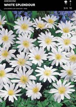 50 x Anemone Blanda White Splendour