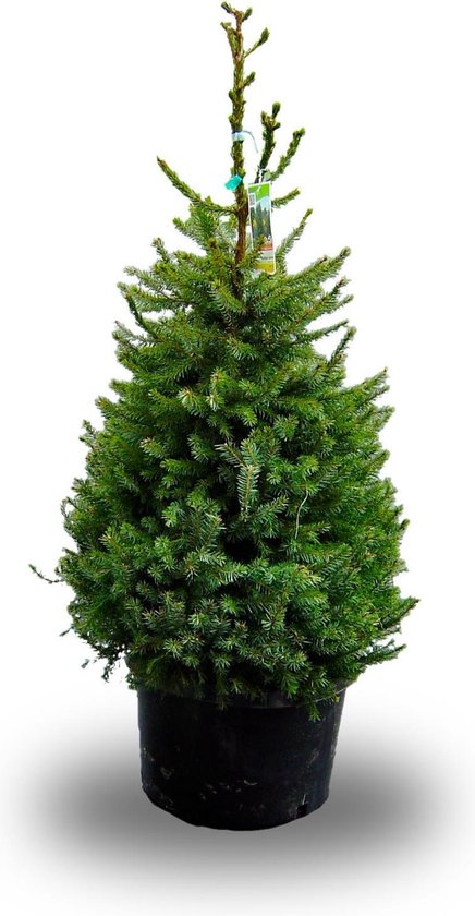 Afkorten roem Onderstrepen Echte kerstboom met kluit in pot (Omorika) geïmpregneerd 150 cm (+/- 10cm)  | bol.com