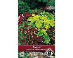 Van Hemert & Co - Siernetel Wizard Mix (Solenostemon)