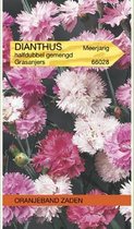 Oranjebandzaden -  Dianthus, Grasanjer gemengd