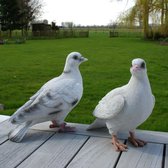 Duif - set van 2 levensecht - set van 2 stuks