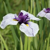 6 x Iris Ensata (= Kaempferi) - Japanse Iris pot 9x9cm