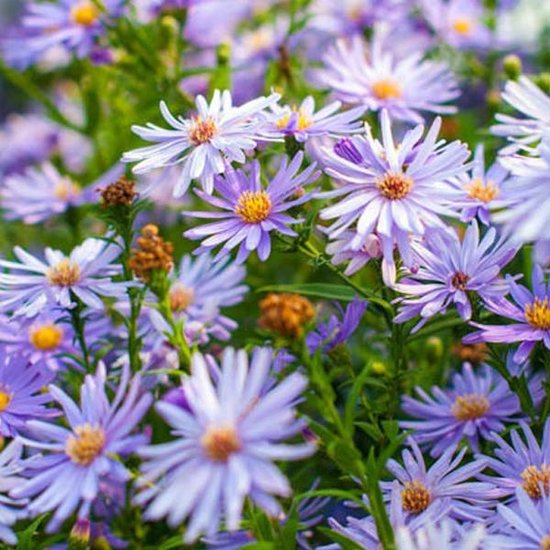 Foto: 6 x aster cordifolius little carlow herfstaster pot 9x9cm paars blauwe bloemen langbloeiend trekt vlinders aan