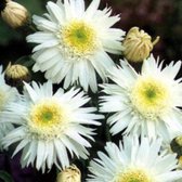 6 x Leucanthemum 'Wirral Supreme' - Margriet Pot 9x9 cm - Grote Witte Bloemen