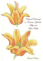 Sketchbook Drawings - Original Drawings of Narcissus, Gladioli, Tulips and Other Bulbs