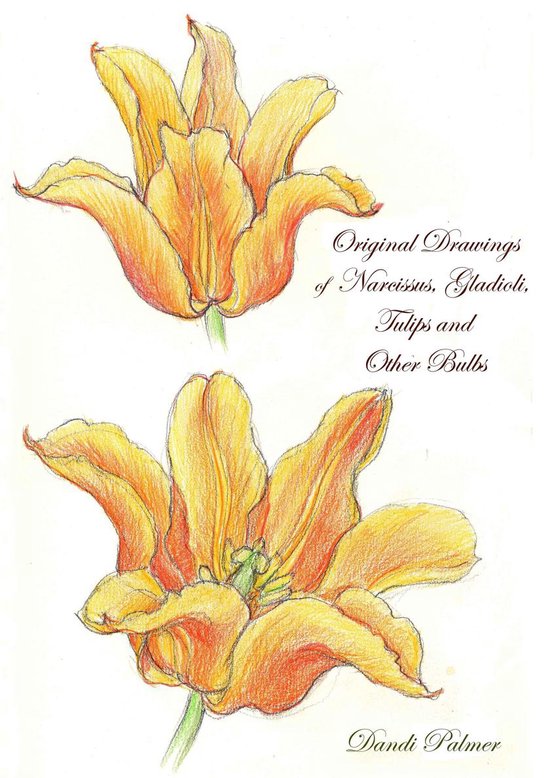 Sketchbook Drawings 6 - Original Drawings of Narcissus, Glad ... - cover