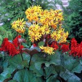 6 x Ligularia Dentata - Grijsaard Pot 9x9 cm - Grote Gele Bloemen