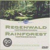 Regenwald Impressions: Rainforest Impressions