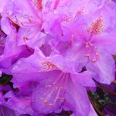 Rhododendron 'Lee's Dark Purple' - Rhododendron 40-50 cm pot