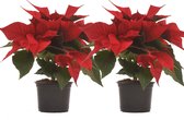 Kerstster (Poinsettia) - plant is 40 cm hoog - per 2 stuks