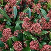 Skimmia Japonica 'Rubella' - Skimmia 25-30 cm pot