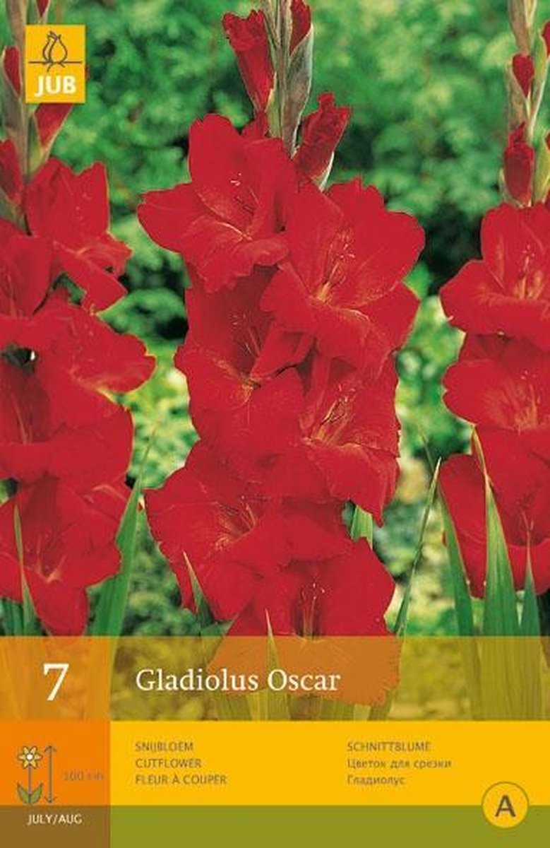2 stuks Jub 7 Gladiolus Oscar