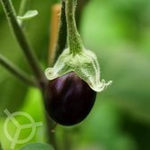 Aubergine Violetta Lunga 3 zaden biologisch (Solanum melongena) 0.5 g