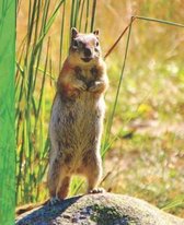 Cute Rocky Mountain Wildlife Photograph