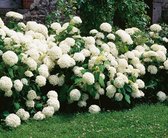 4x Hydrangea arborescens Annabelle - Hortensia witte bolbloem in 3 liter pot met planthoogte 30-40cm